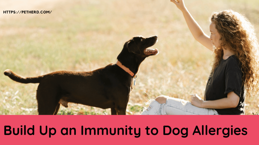 Build Up an Immunity to Dog Allergies