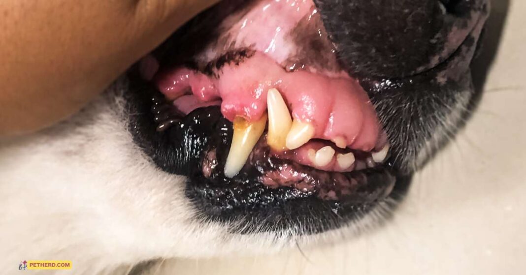 plaque_on_dog_teeth