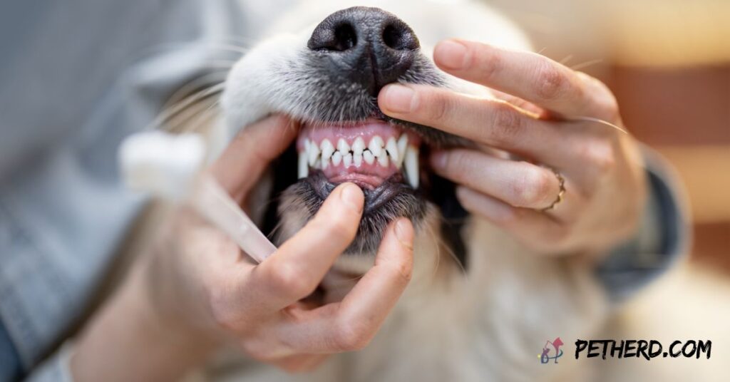 How-To-Apply-Flouride-To-Clean-Dogs-Teeth