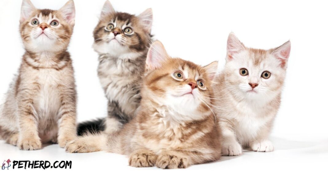 Identifying-Cat-Breeds-Online-Made-Simple