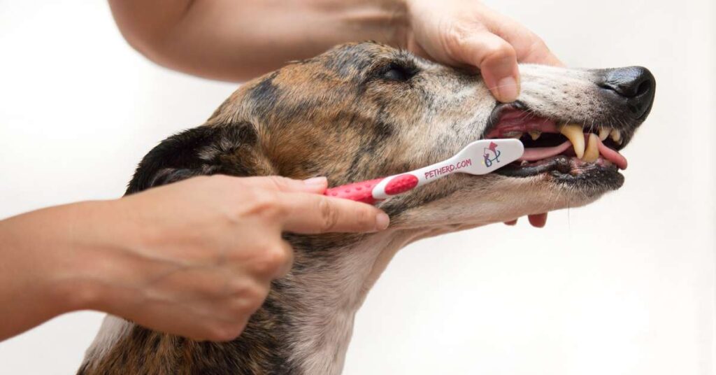 brushing-a-dog