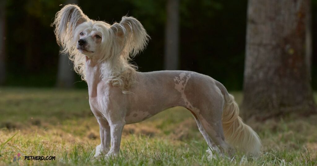 Caring-Dogs-in-Cold-Weather