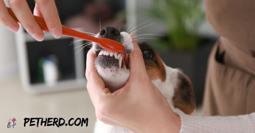 How-To-Clean-Dogs-Teeth