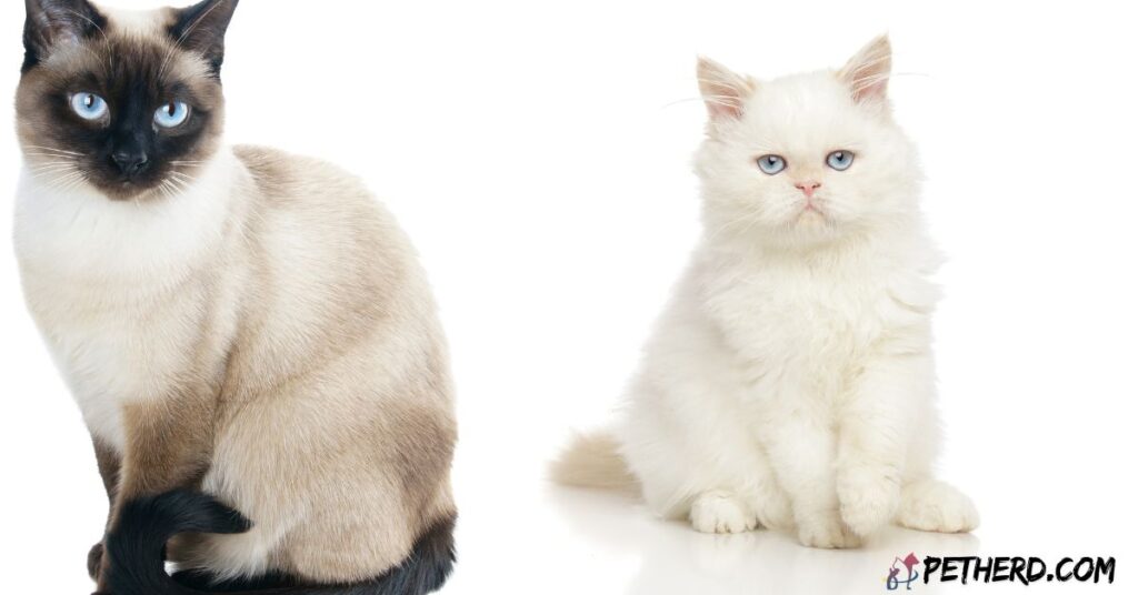 Identify-Cat-Breed-By-Their-Features