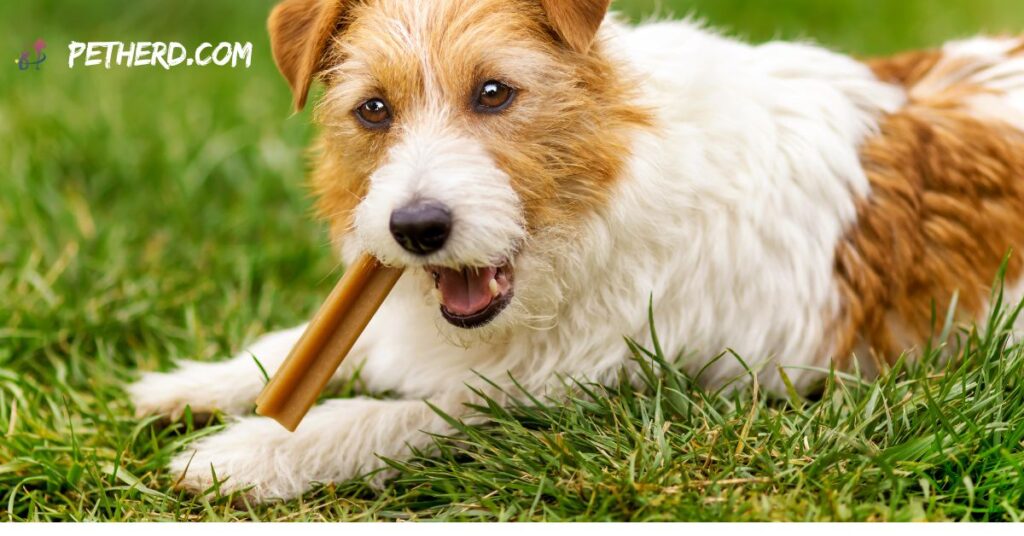 Is-Dogs-Teeth-Cleaning-Procedure-Is-Safe?