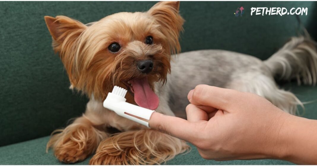 Cleaning-Dogs-Teeth-Without-Anethesia